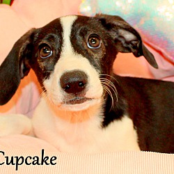 Thumbnail photo of Cupcake ~ meet me! #1