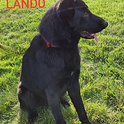 Thumbnail photo of Lando #4