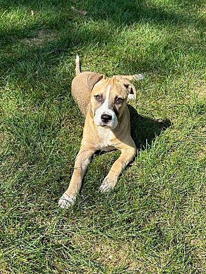 Johnston, IA - Terrier (Unknown Type, Small)/Mixed Breed (Medium). Meet ...