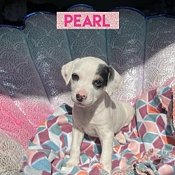 Thumbnail photo of Bailey Pearl #2