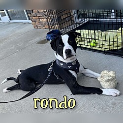 Photo of Rondo