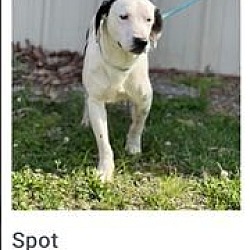 Photo of Spot