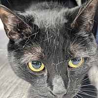 Adopt A Pet :: Stormy - Leonardtown, MD