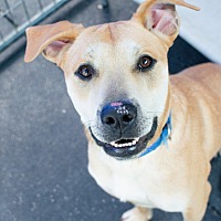 adopt a pet