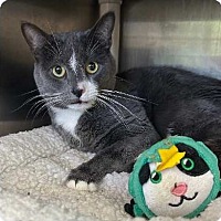 adopt a pet