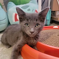 adopt a pet