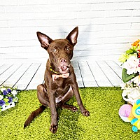 adopt a pet
