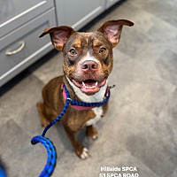 adopt a pet
