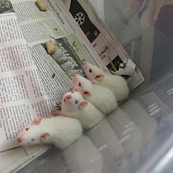 Thumbnail photo of 11 BABY WHITE RATS! #3