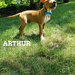 Thumbnail photo of Arthur #2