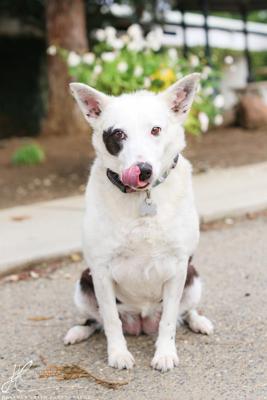 Adopt MAYA a White with Red, Golden, Orange or Chestnut Border Collie