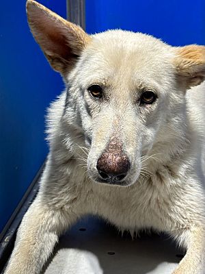 Whiteville, NC - German Shepherd Dog. Meet Angel a Pet for Adoption ...