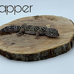 Photo of Dapper