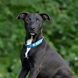 Photo of (PENDING)Everard, male black lab mix - 16 weeks