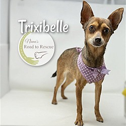 Thumbnail photo of Trixibelle #2
