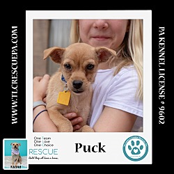 Photo of Puck (Penny's Lil Pups) 060824