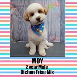 Thumbnail photo of MOY–2 YEAR MALE BICHON FRISE #1