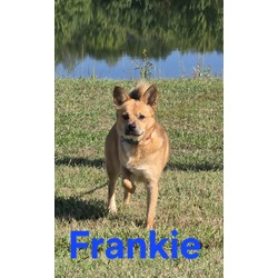 Thumbnail photo of Frankie #2