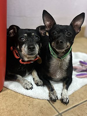 Oak Ridge, NJ - Chihuahua/Dachshund. Meet Olga and Mr. Oreo a Pet for ...