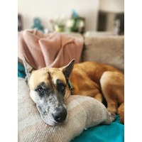 adopt-pet