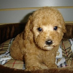 Photo of Standard Poodle