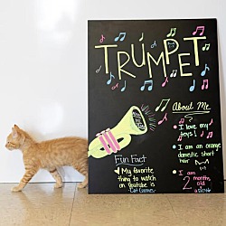 Thumbnail photo of Trumpet #4