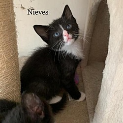 Thumbnail photo of Nieves #1