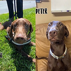 Photo of Peter Puppy