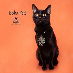Thumbnail photo of BOBA FETT #1