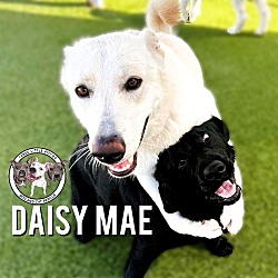 Photo of Daisy Mae