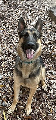 Nashua, NH - German Shepherd Dog. Meet Archie (KID FRIENDLY) a Pet for ...