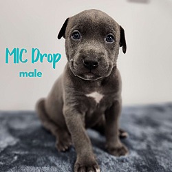 Thumbnail photo of MIC Drop - M Litter - AVAILABLE #4
