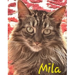 Thumbnail photo of Mila (Bonded with Millie) #1