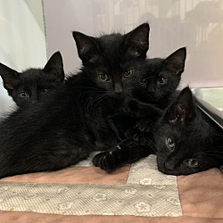 Photo of More black kittens!