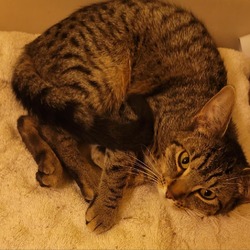 Thumbnail photo of Snuggles - petite tabby girl #1