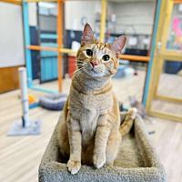 adopt a pet