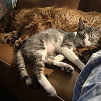 adopt a pet