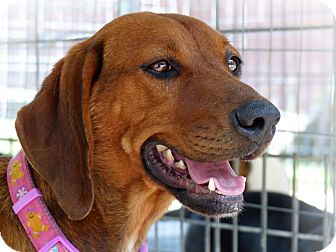 redbone plott hound mix