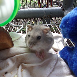 Thumbnail photo of Robo hamsters #4