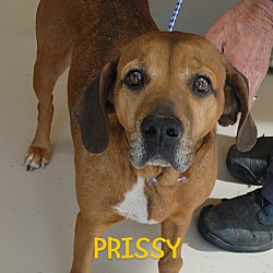 Thumbnail photo of Prissy #2