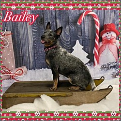 Photo of BAILEY