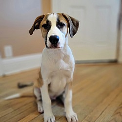 Thumbnail photo of Foster (ADOPTED!) #2