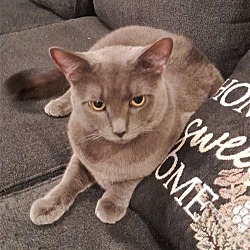 Photo of C71 Litter-Smokey