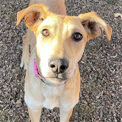 New Oxford, PA - Whippet/Rhodesian Ridgeback. Meet Gia a Pet for ...