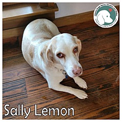 Photo of SALLY LEMON