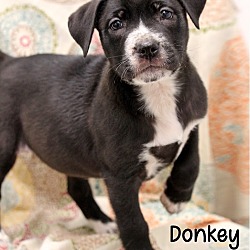 Photo of Donkey