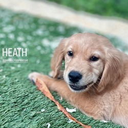 Photo of Heath, our Golden Pupper!