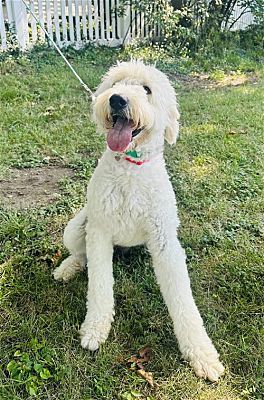 Germantown, OH - Poodle (Standard)/Golden Retriever. Meet Tia a Pet for ...