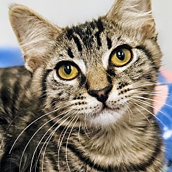 Thumbnail photo of Artemis- RC PetSmart #1