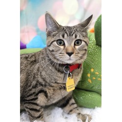 Thumbnail photo of Cinder - Petsmart Bridgewater #1